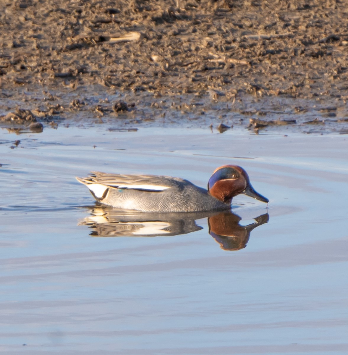 Green-winged Teal - ML558403541