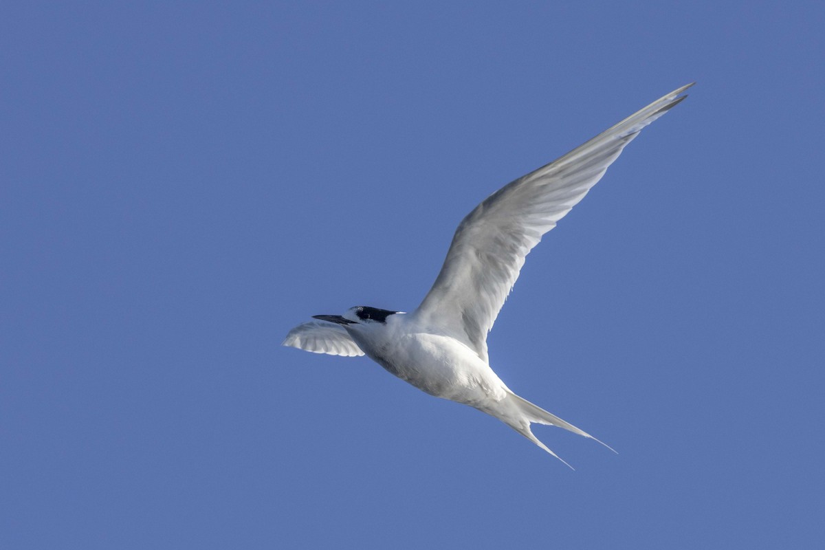 White-fronted Tern - ML558406801