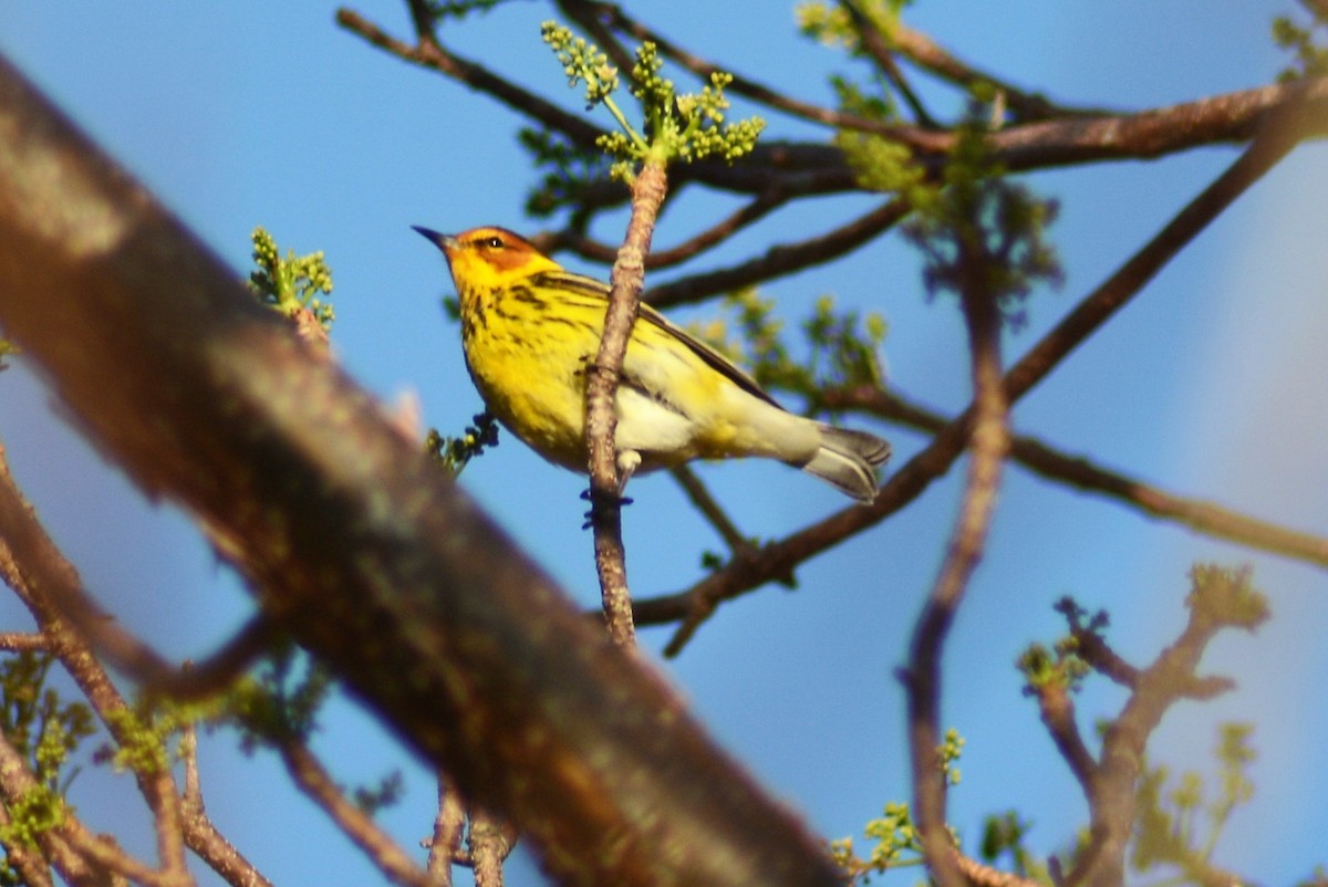 Cape May Warbler - Russell Hoffman