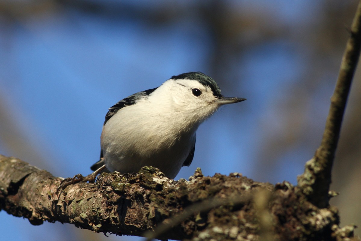 White-breasted Nuthatch - ML558410761