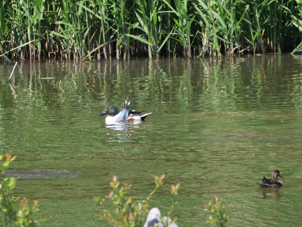 eBird Checklist - 16 Apr 2023 - 大田区--東京港野鳥公園・潮入の池 (Ota Ward--Tokyo Port ...