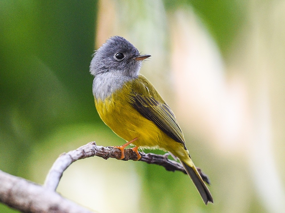 Gray-headed Canary-Flycatcher - Xueping & Stephan Popp