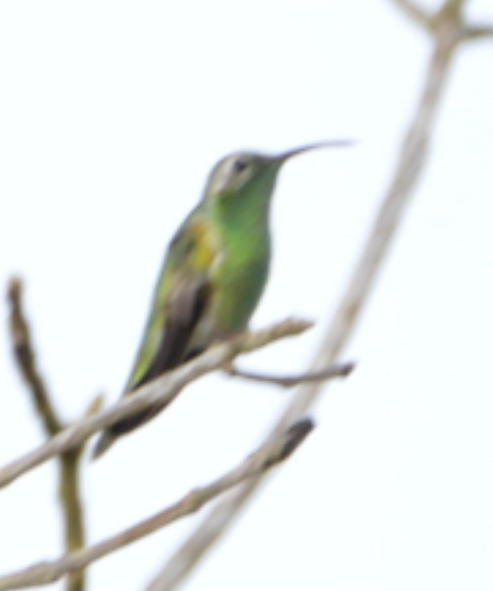 kolibřík rudozobý - ML558417281