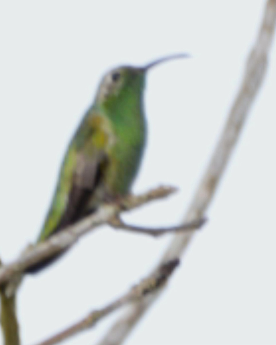 kolibřík rudozobý - ML558417291