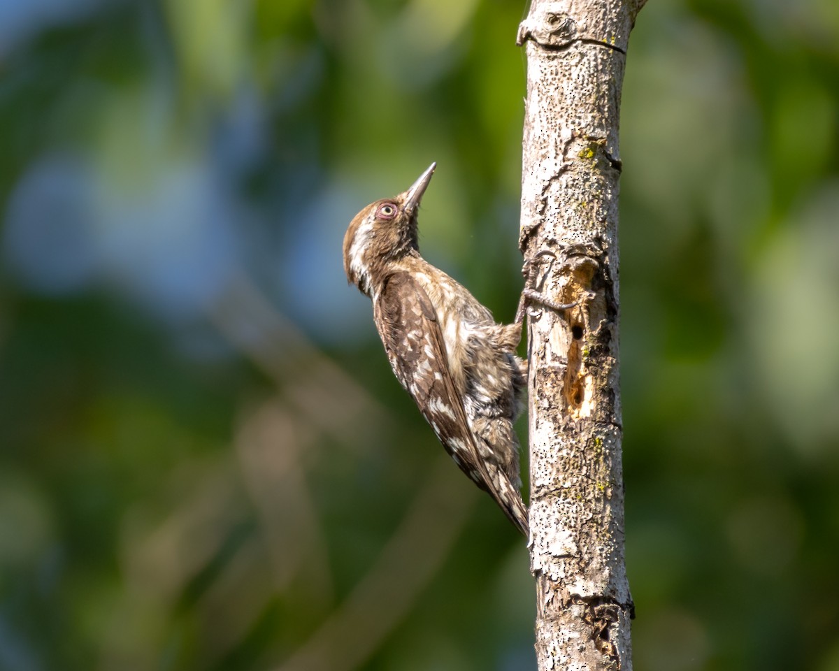 Brown-capped Pygmy Woodpecker - ML558417301