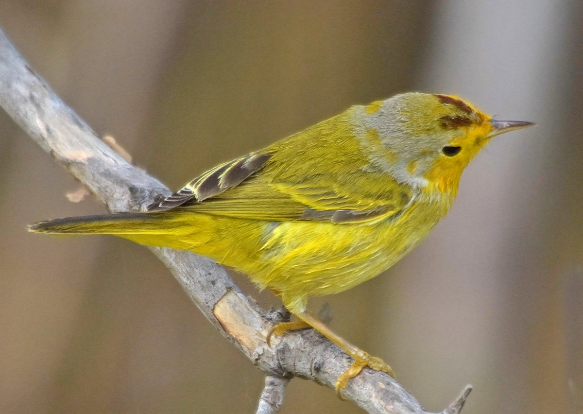 Yellow Warbler (Golden) - ML55842101