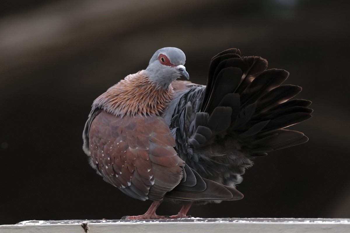 Speckled Pigeon - ML558426601