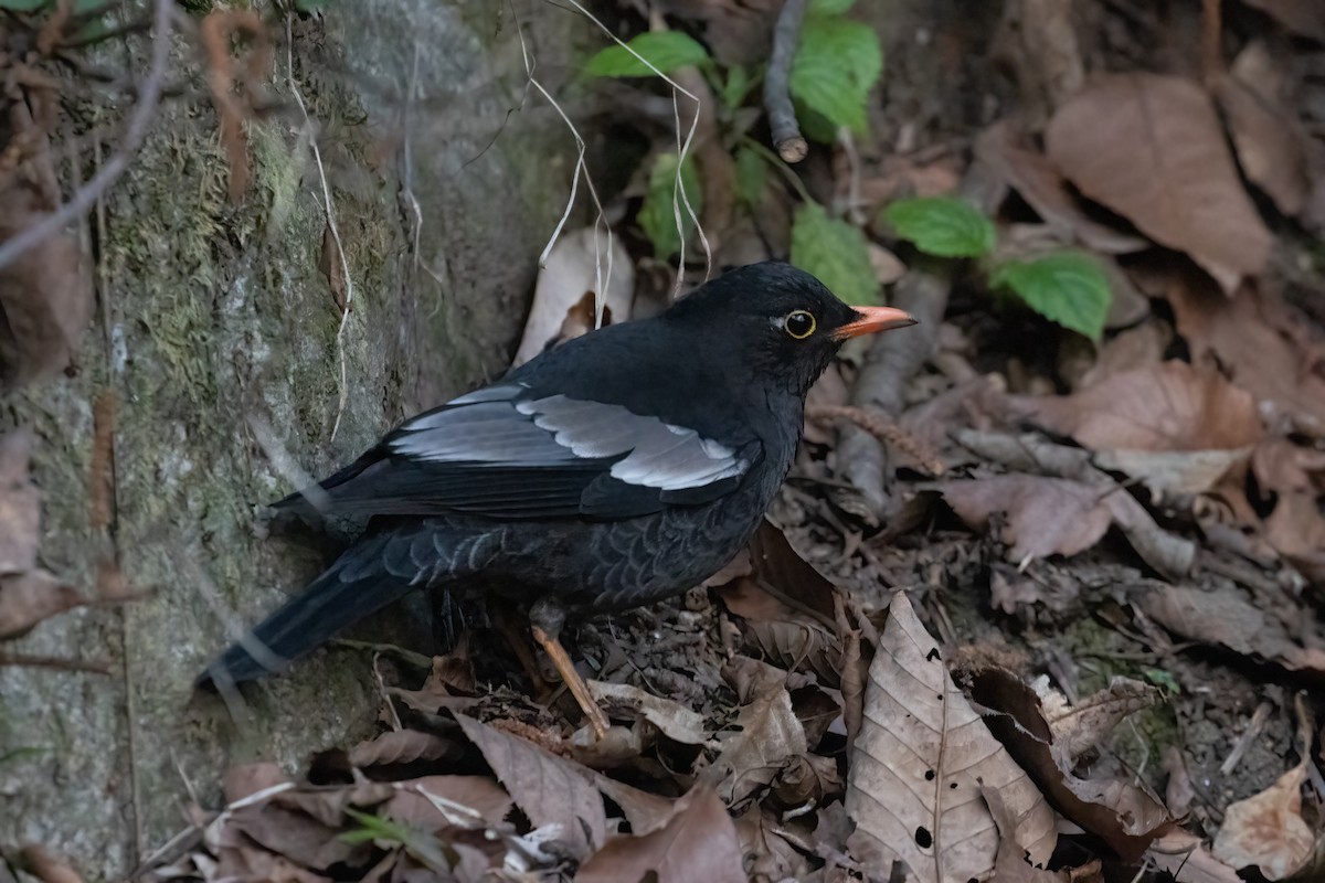 Gray-winged Blackbird - ML558427451