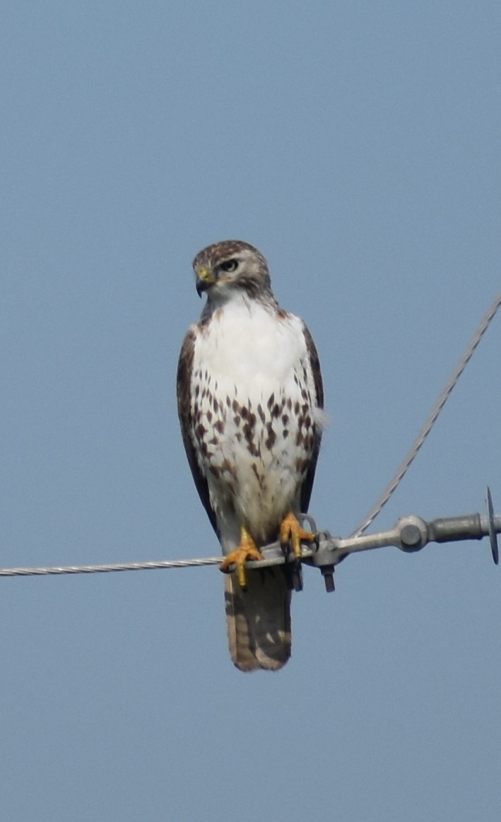 Red-tailed Hawk - ML558439361