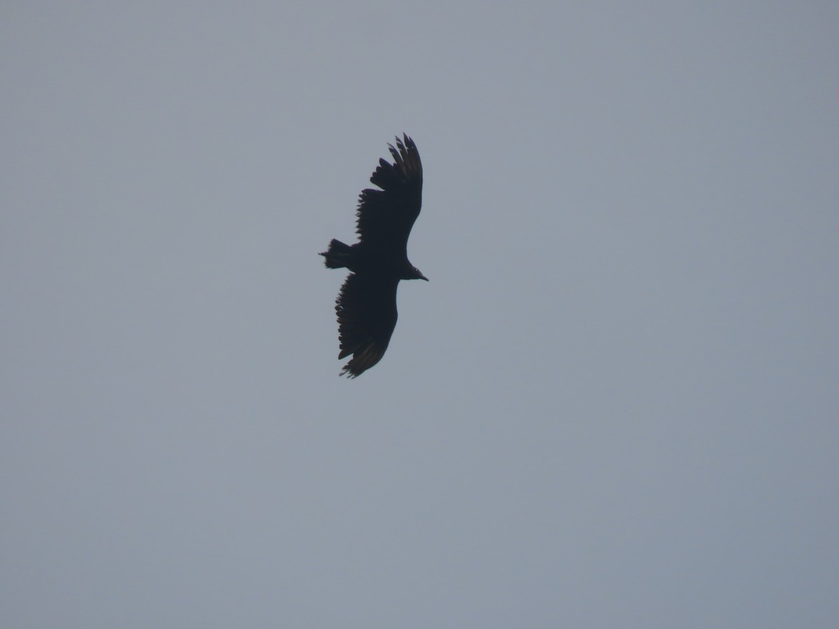 Black Vulture - ML558441321