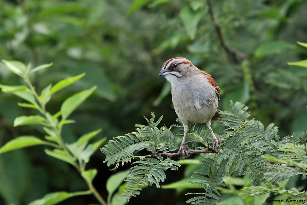 Yungas Sparrow - ML558442711