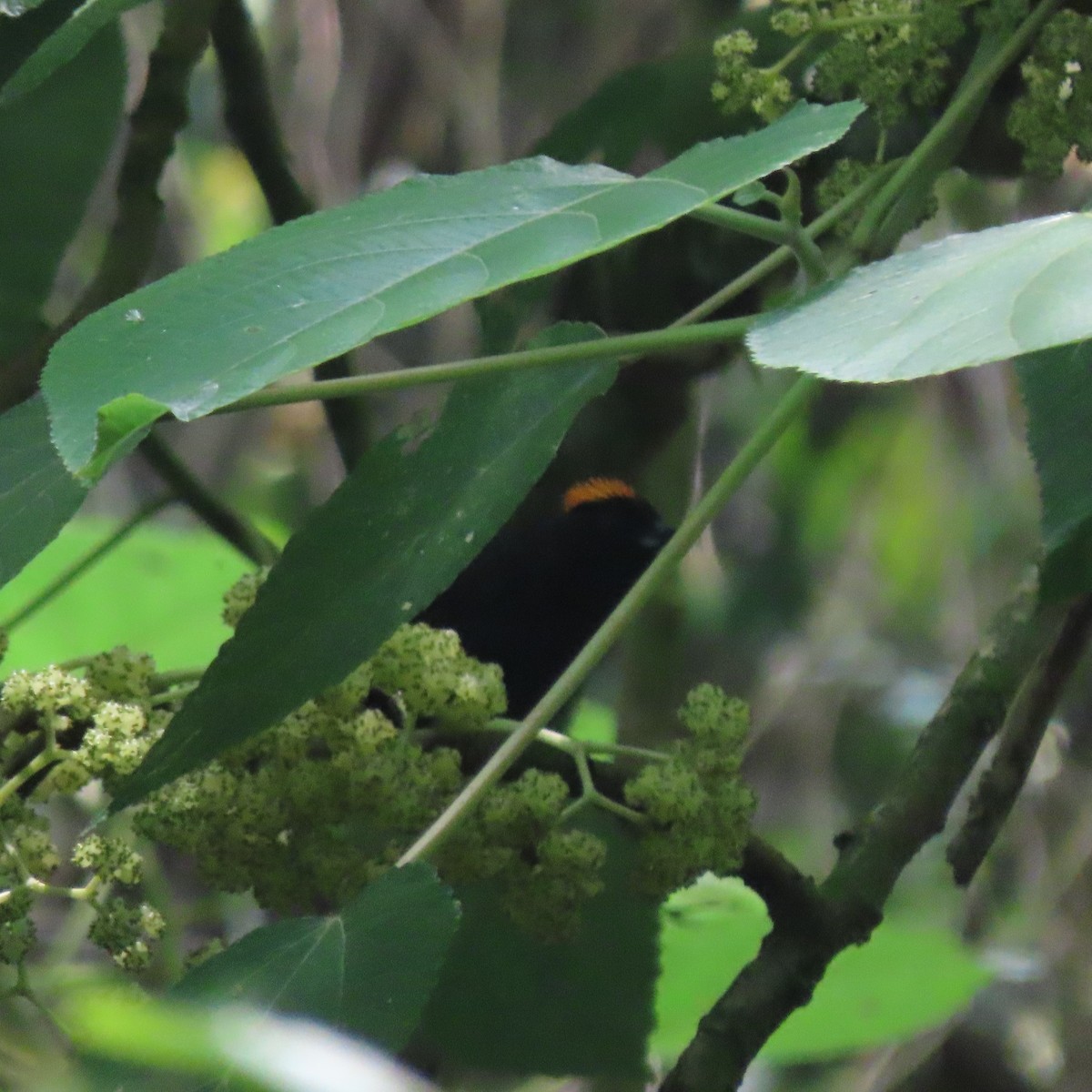Tawny-crested Tanager - ML558443271