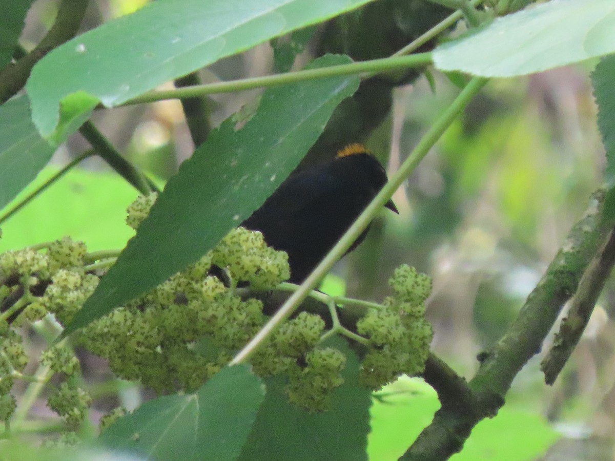 Tawny-crested Tanager - ML558443291
