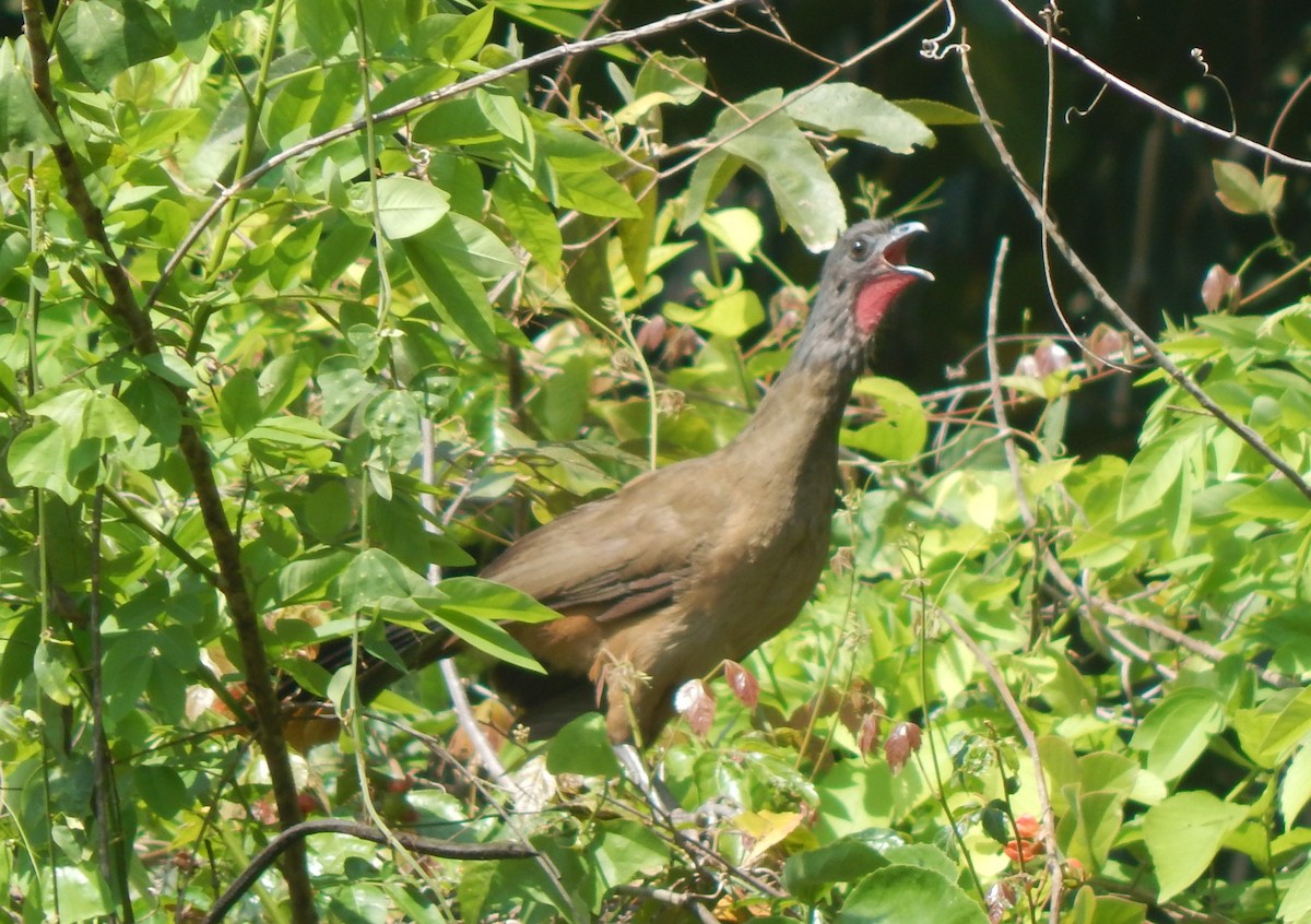 eBird Checklist - 13 Apr 2023 - Cerro Socopo--Hacienda Familia ...