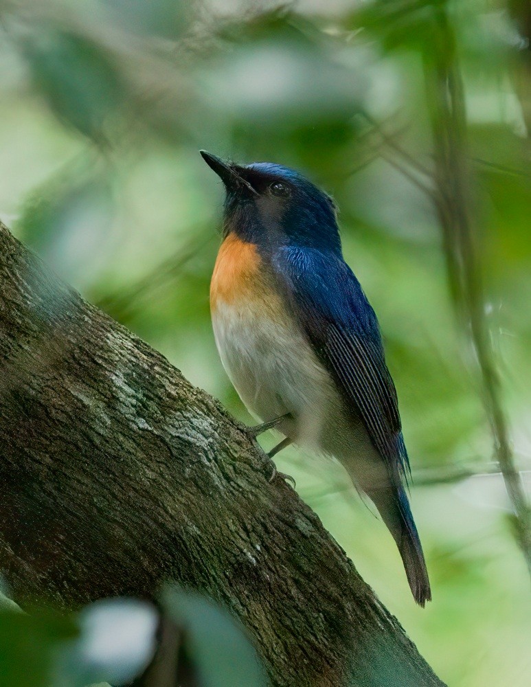 Blue-throated Flycatcher - kasun Gonagala