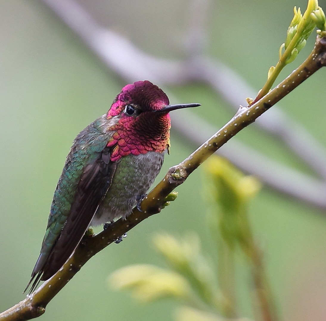 Anna's Hummingbird - ML55845281