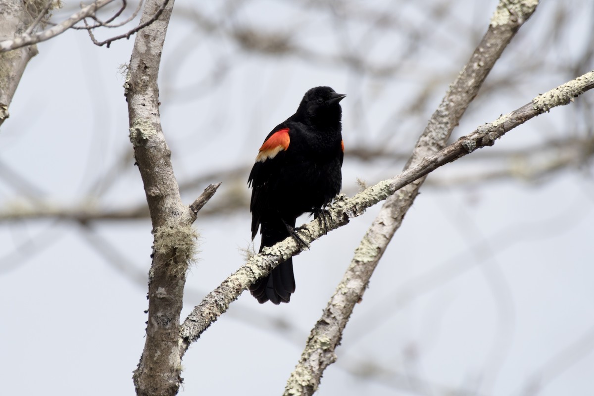 Red-winged Blackbird - ML558452811