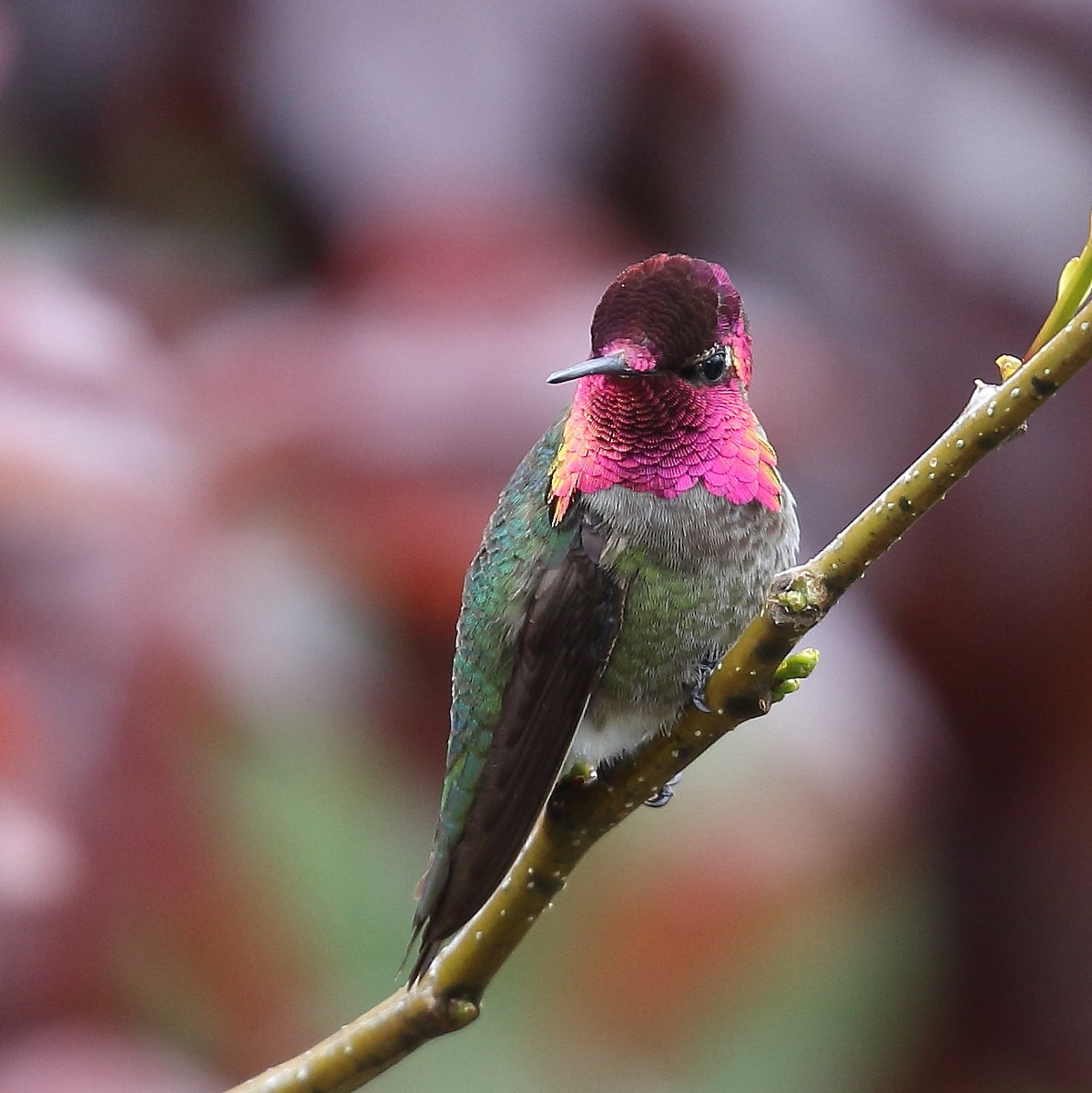 Anna's Hummingbird - ML55845331