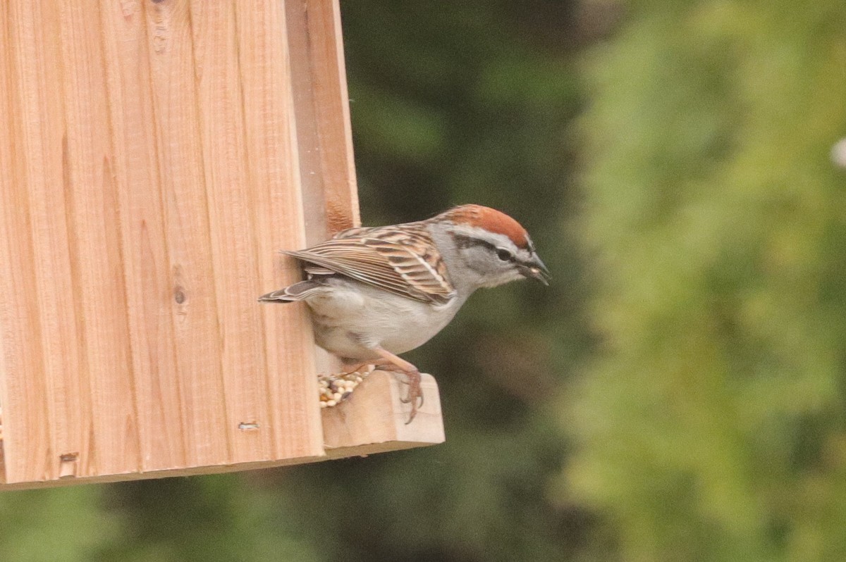 Chipping Sparrow - ML558454091