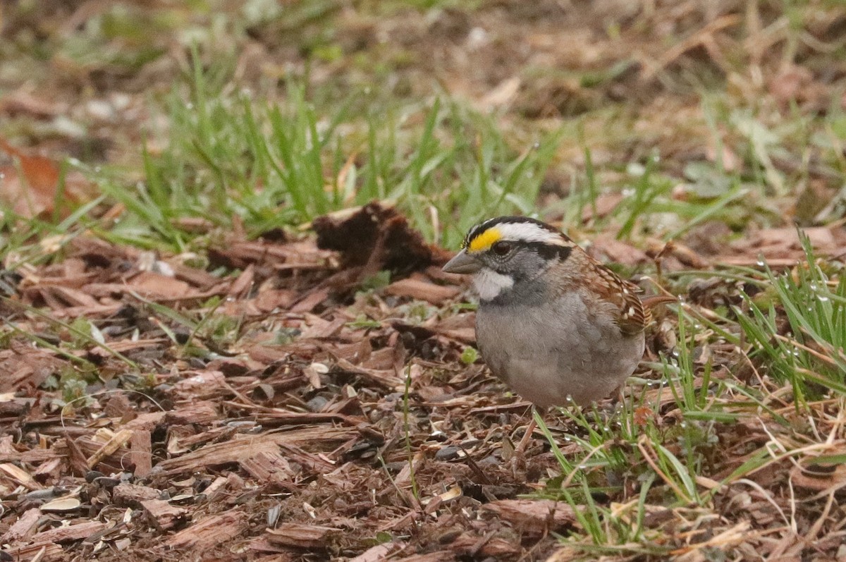 White-throated Sparrow - ML558454191