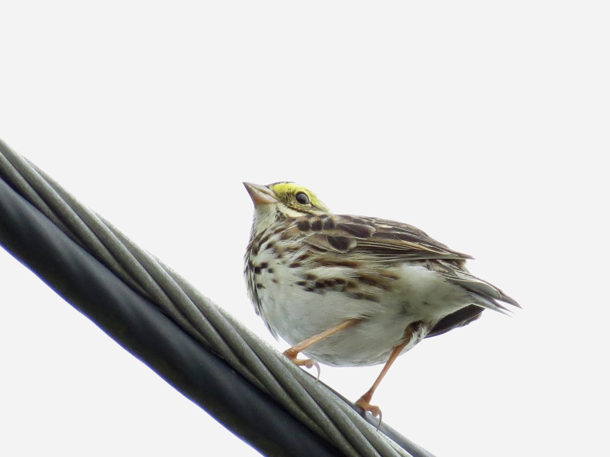 Savannah Sparrow - ML558454241