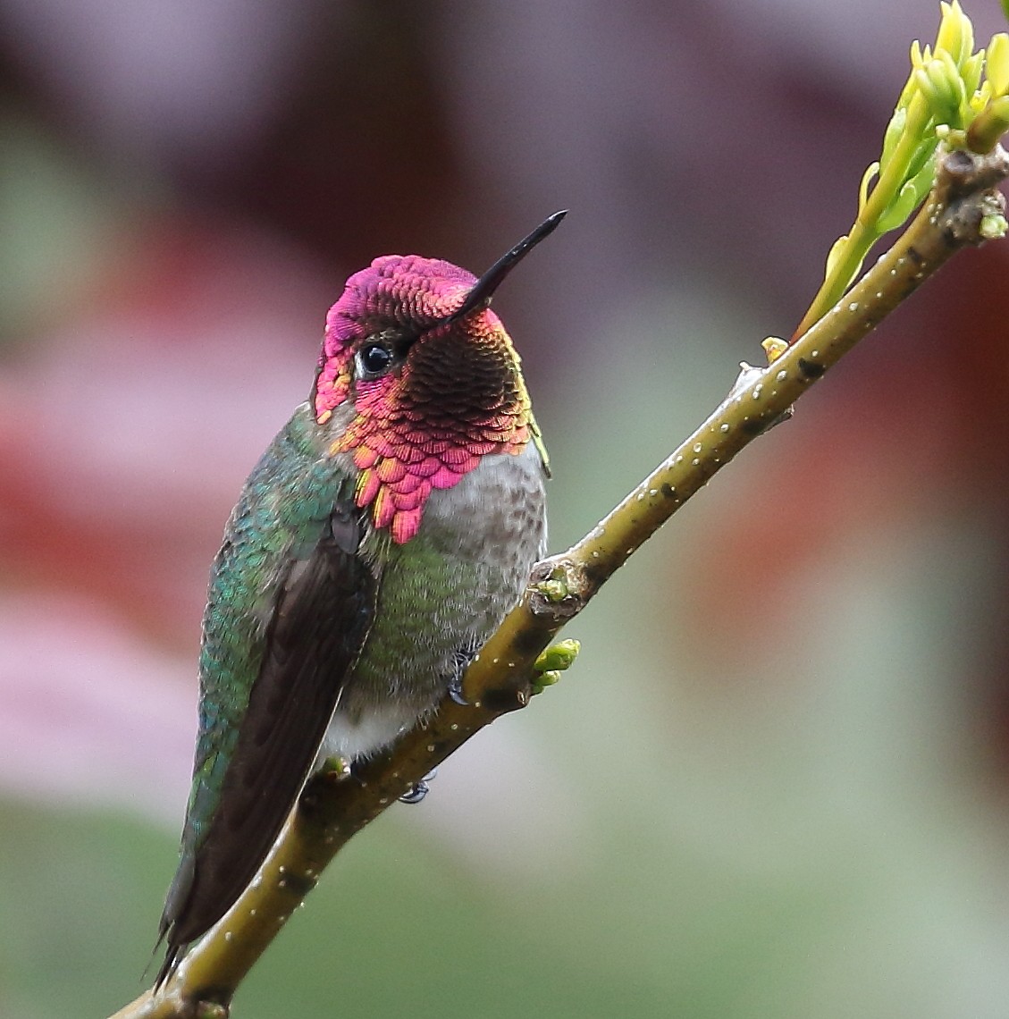 Anna's Hummingbird - ML55845451