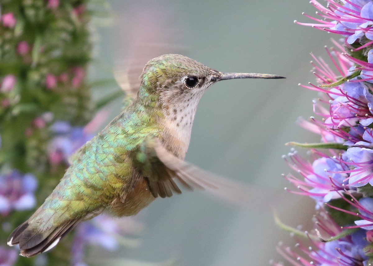 Calliope Hummingbird - Kent Leland
