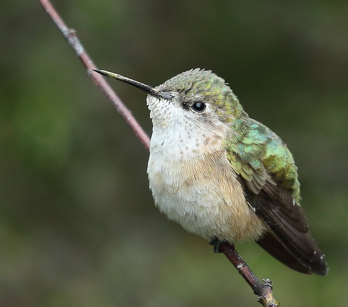Calliope Hummingbird - ML55845721
