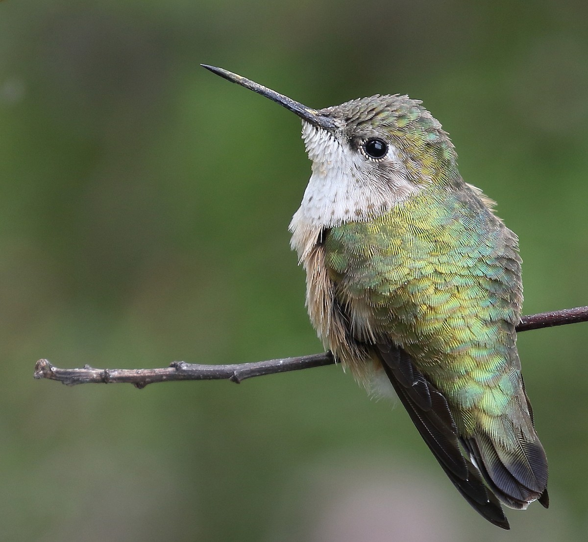 Calliope Hummingbird - Kent Leland