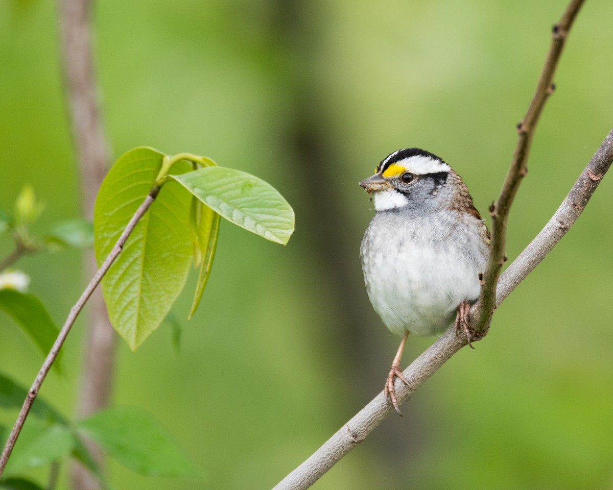 White-throated Sparrow - ML55845881