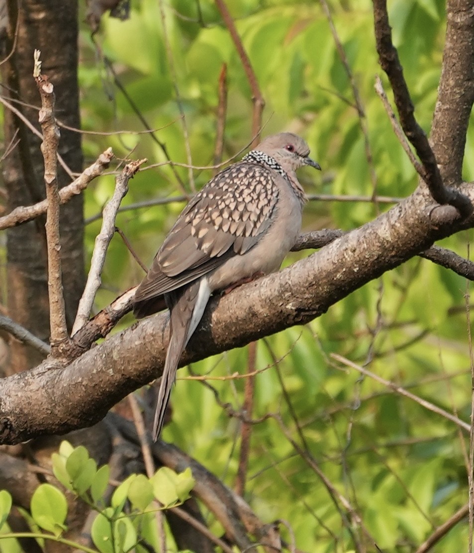 Spotted Dove - ML558460741