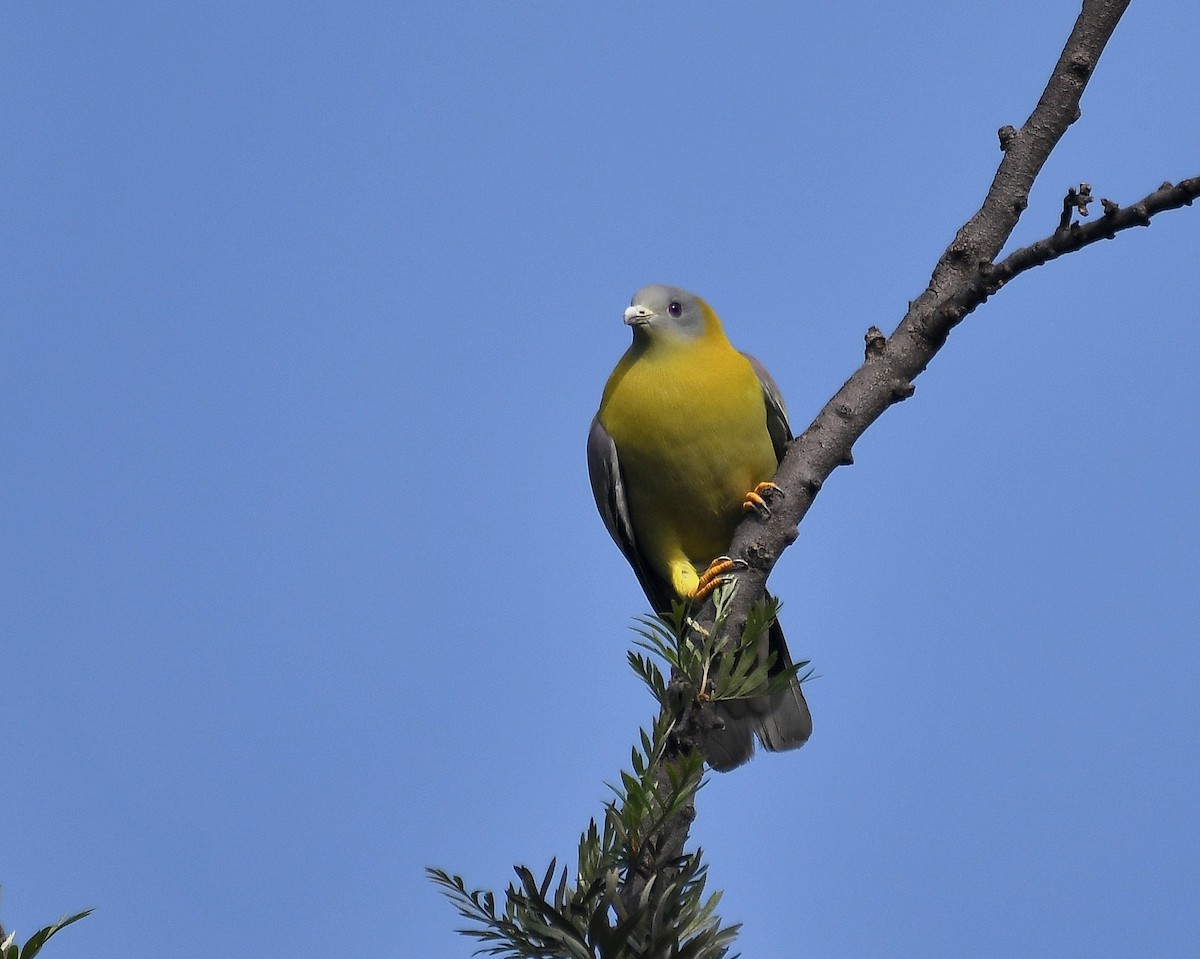 Yellow-footed Green-Pigeon - Narender Khaira