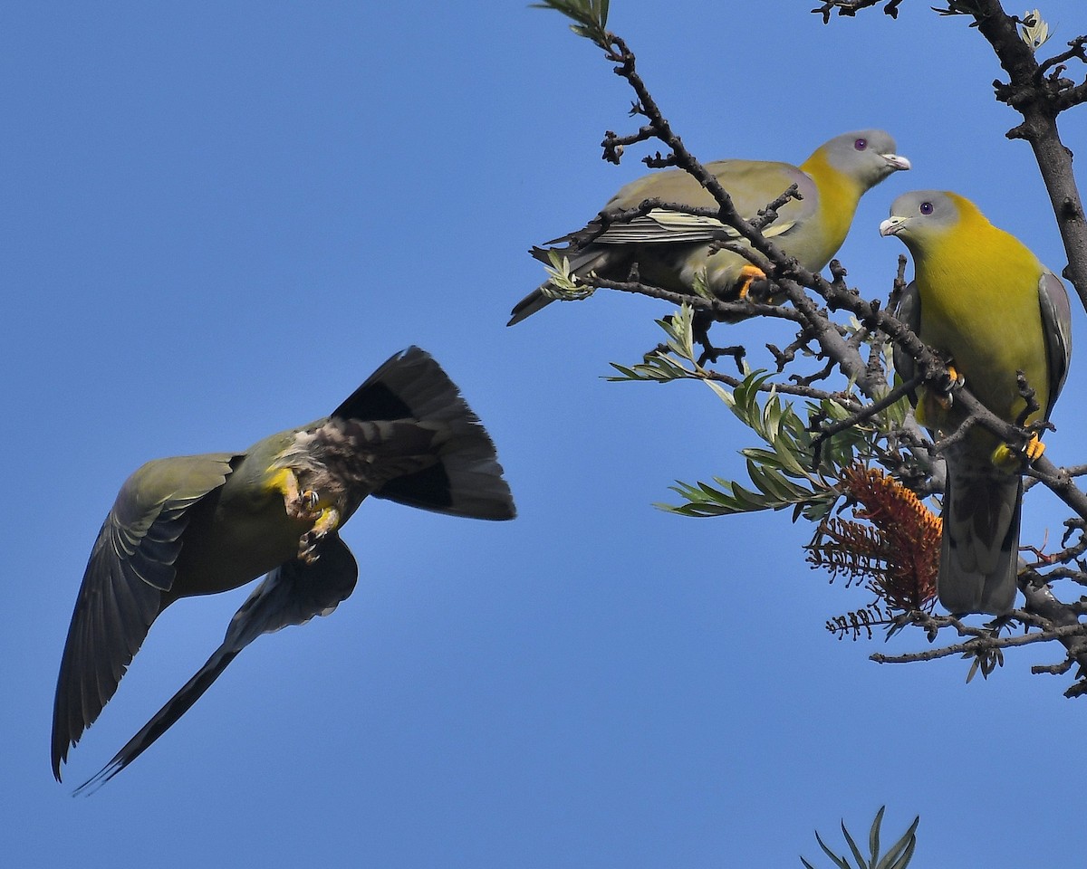 Yellow-footed Green-Pigeon - ML558462861