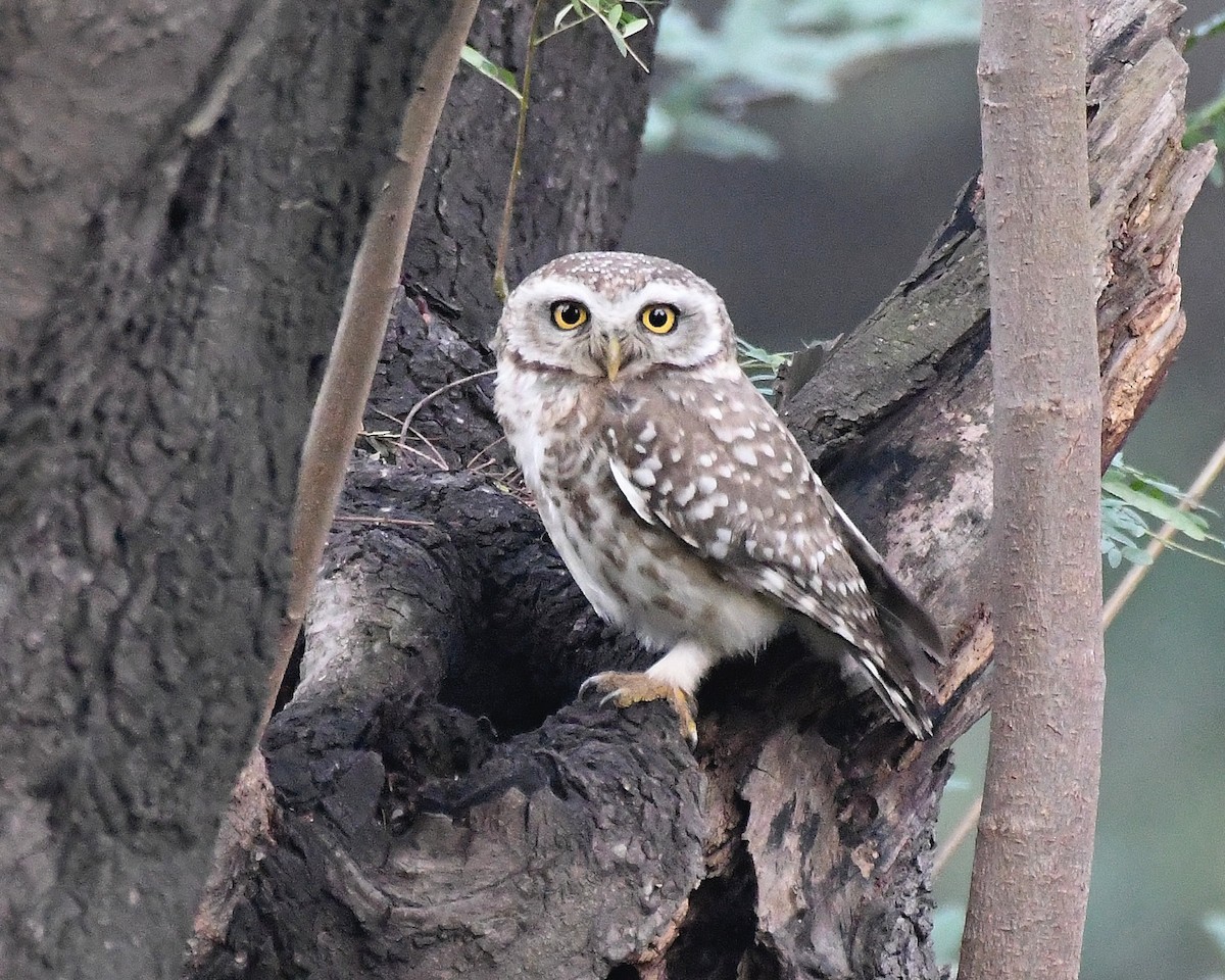 Spotted Owlet - Narender Khaira
