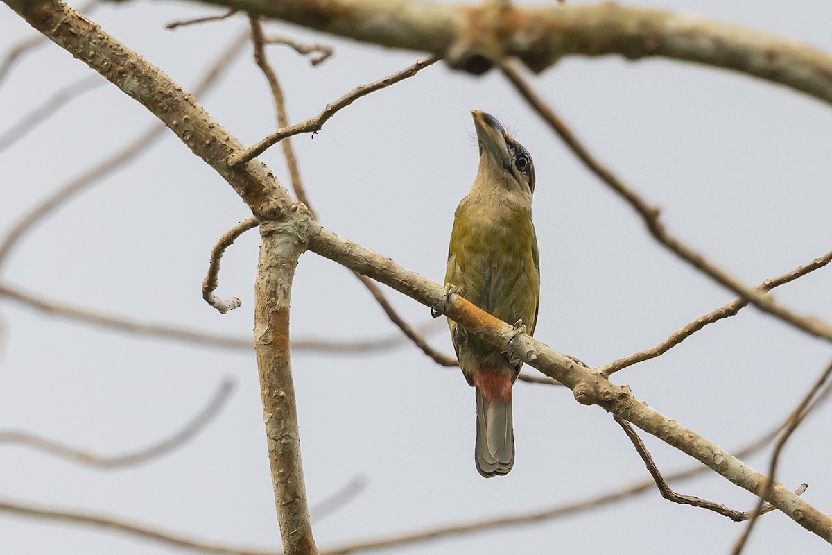 Red-vented Barbet - ML558473511