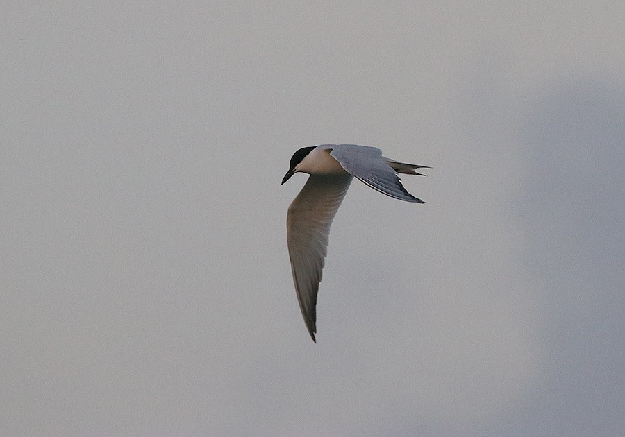 Gull-billed Tern - Tim Avery