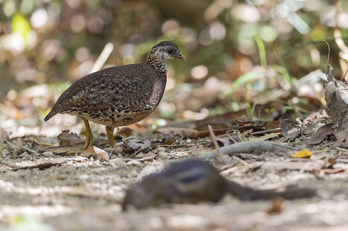 Scaly-breasted Partridge (Green-legged) - ML558474721