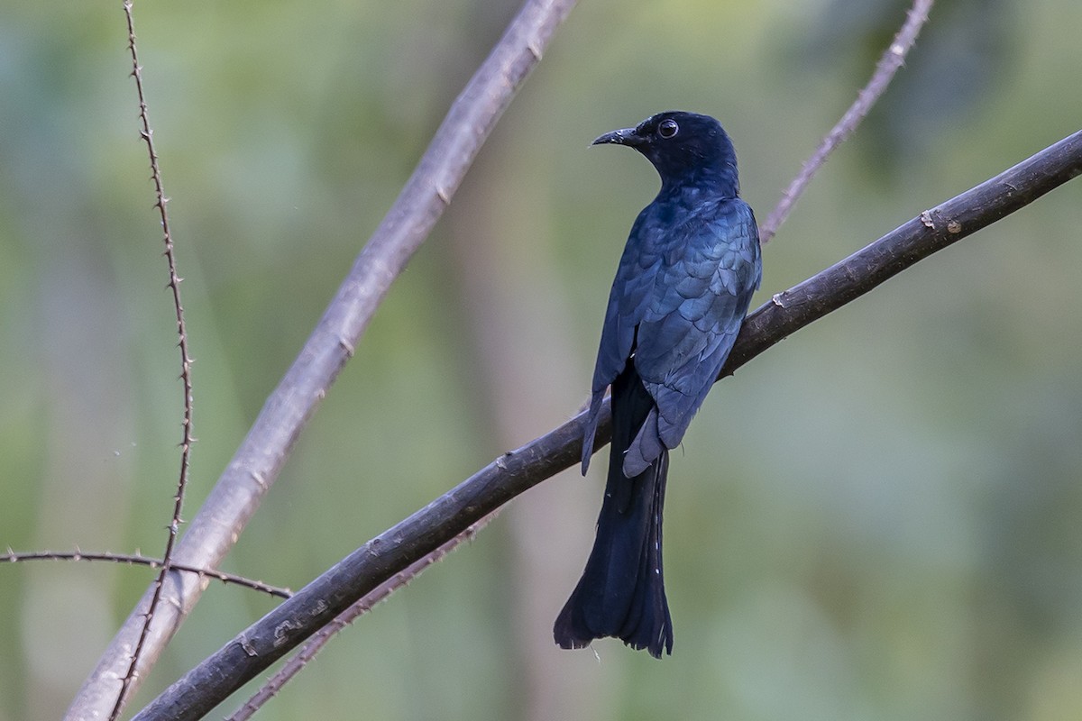 Square-tailed Drongo-Cuckoo - ML558476041