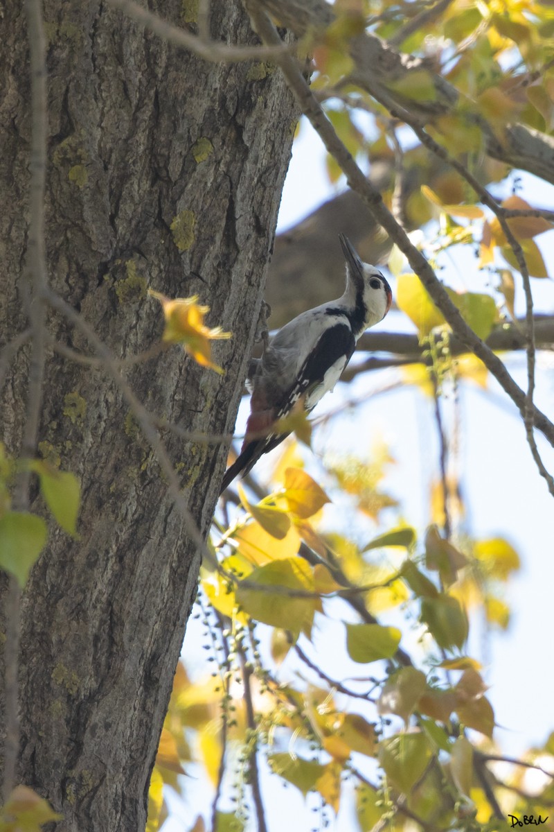 Syrian Woodpecker - ML558476821