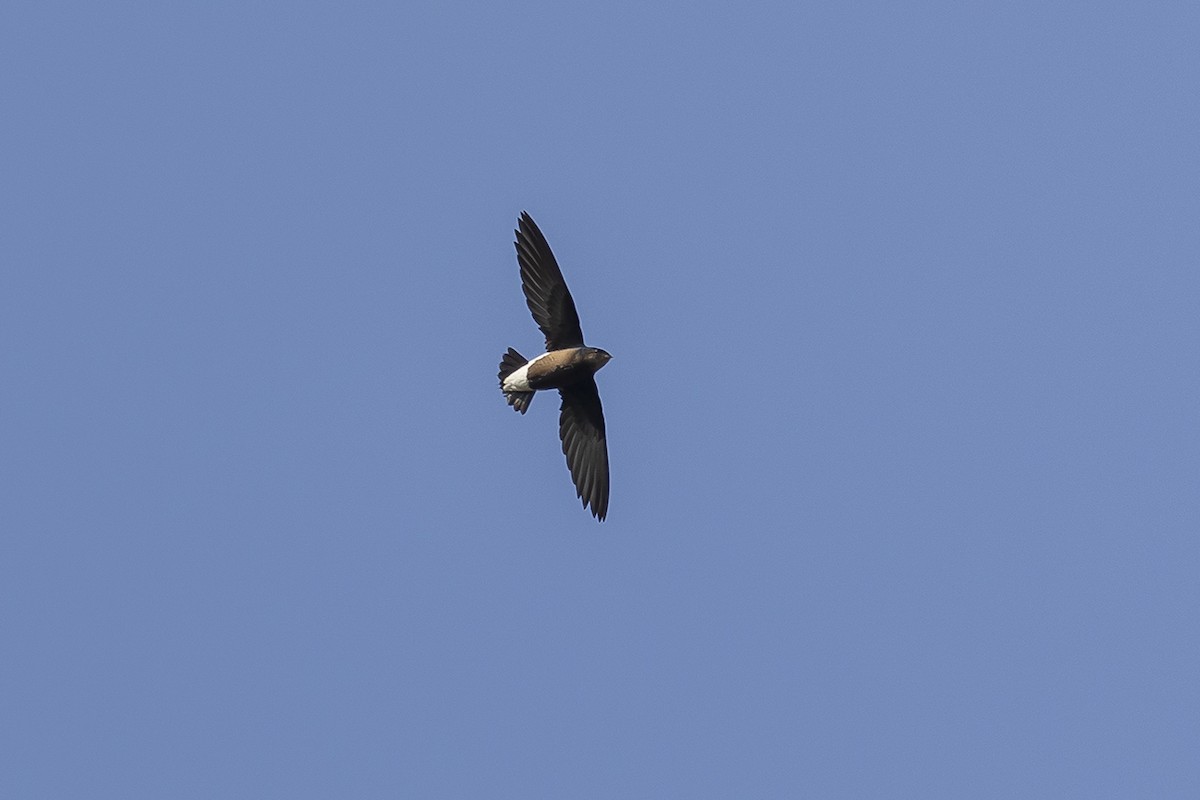 Silver-backed Needletail - ML558477421