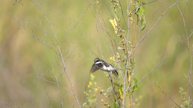 Chestnut-throated Seedeater - ML558495271