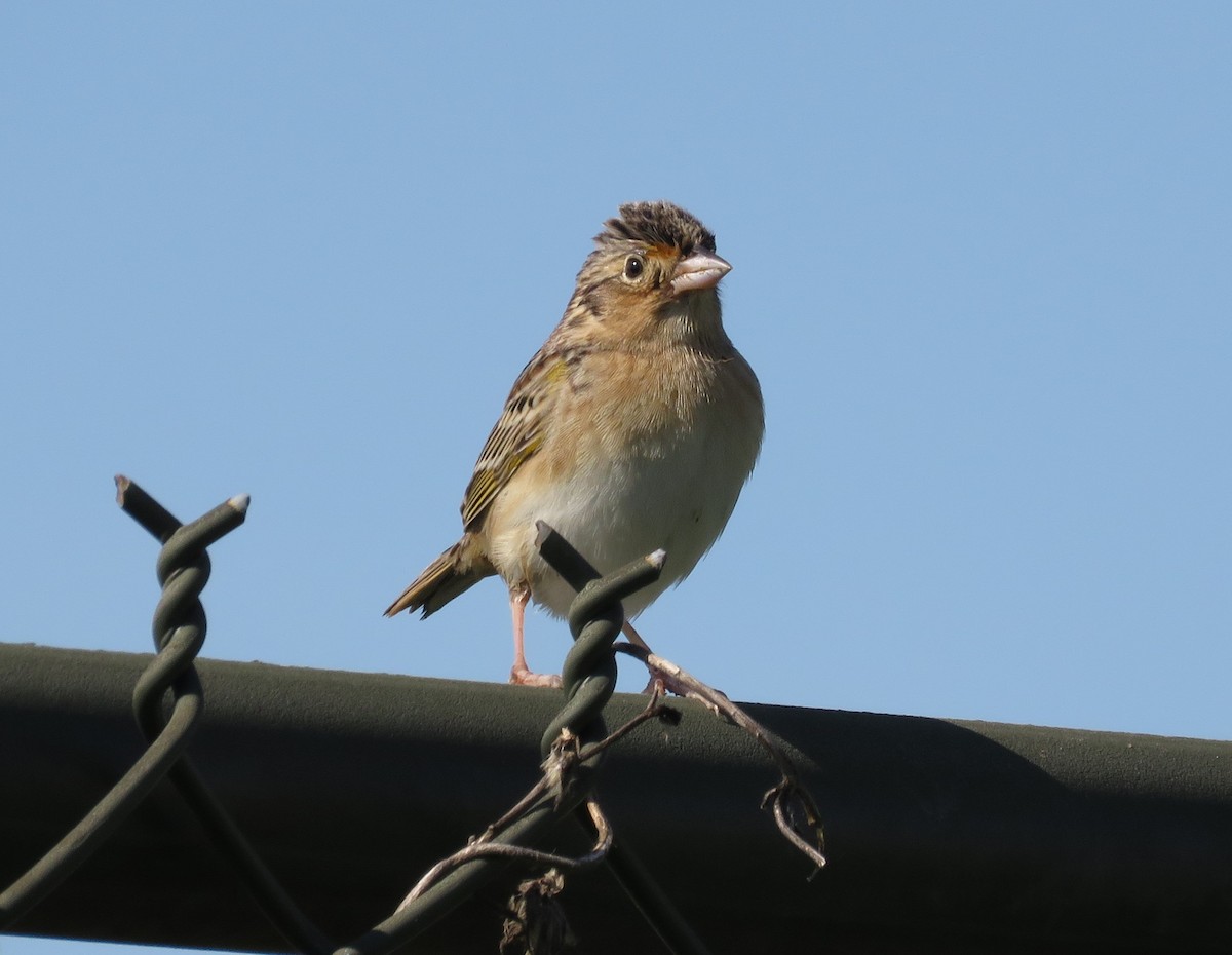 Grasshopper Sparrow - ML558498211