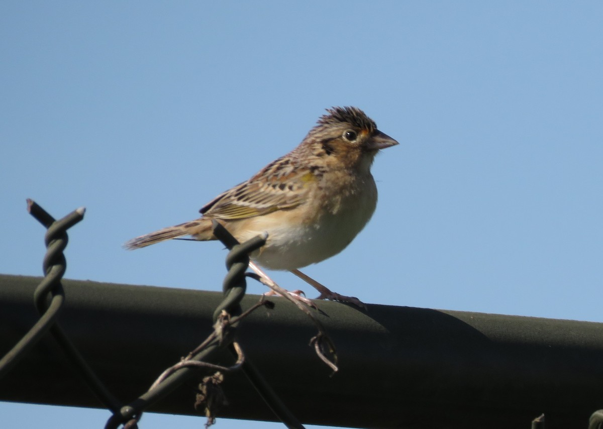 Grasshopper Sparrow - ML558498221