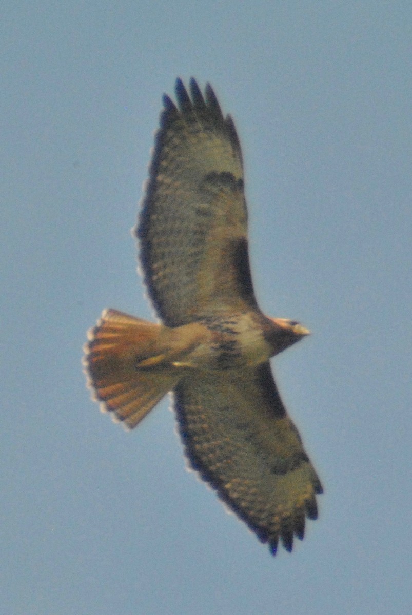 Red-tailed Hawk (calurus/alascensis) - ML55849841
