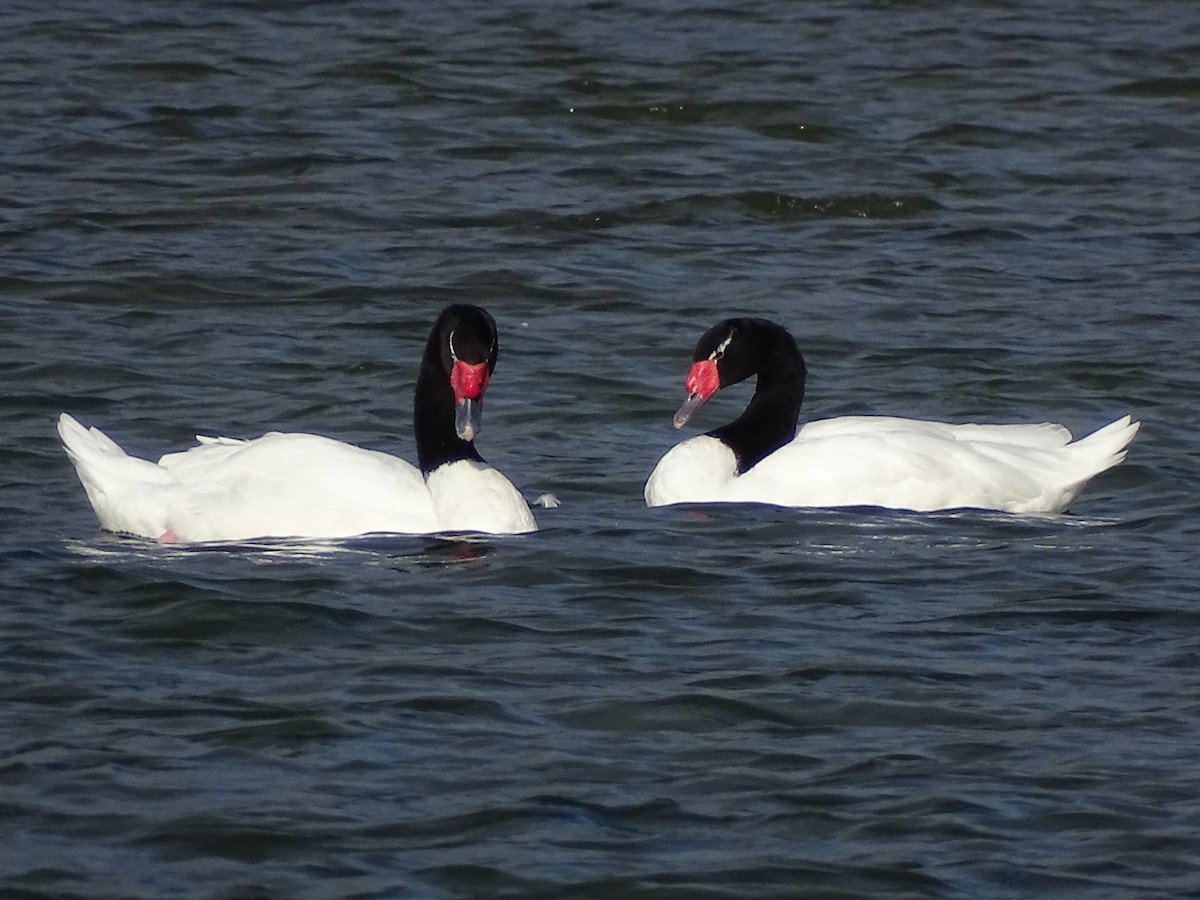 Black-necked Swan - ML558498421