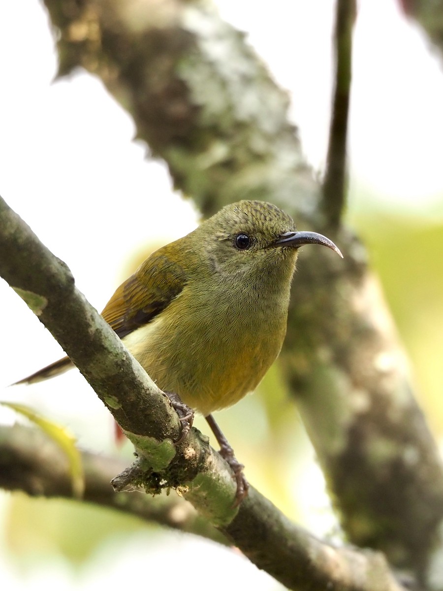 Green-tailed Sunbird - ML558499401