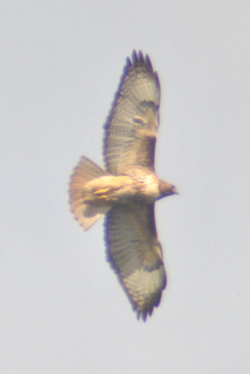 Red-tailed Hawk (calurus/alascensis) - ML55850311