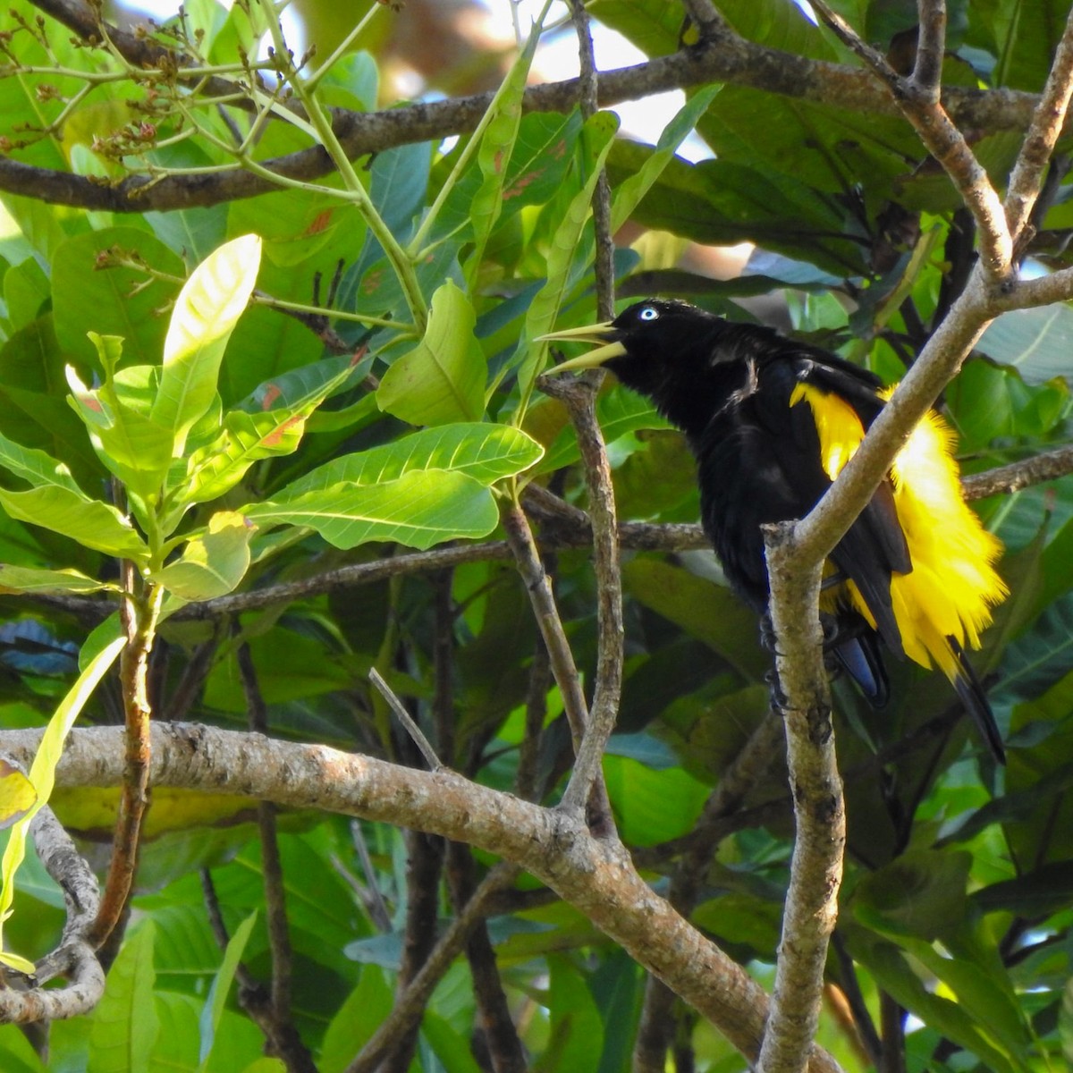 Yellow-rumped Cacique - ML558505381