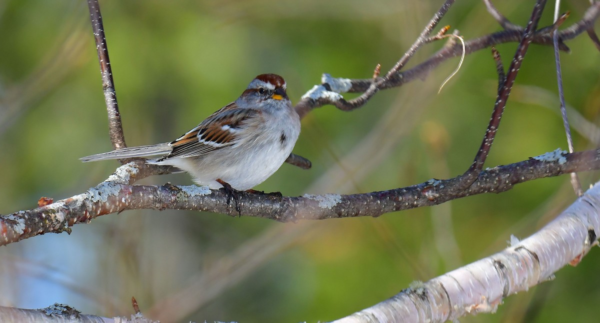 American Tree Sparrow - ML558508011