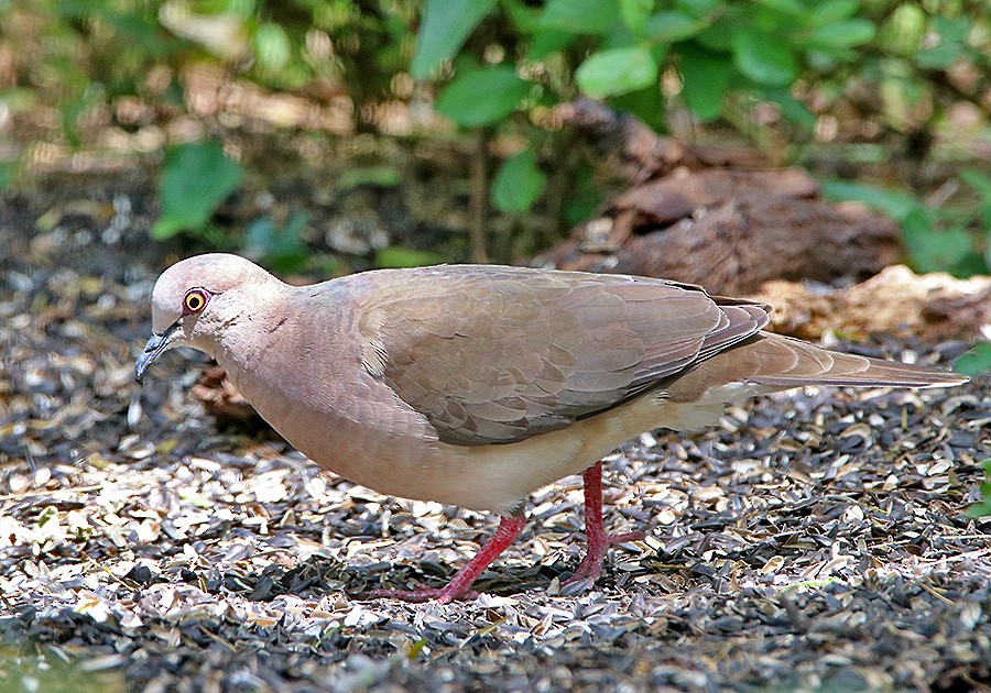 White-tipped Dove - Tim Avery